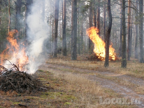 Ситуация со сжиганием древесины