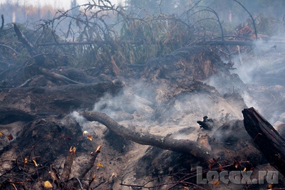 Сжигание порубочных остатков древесины